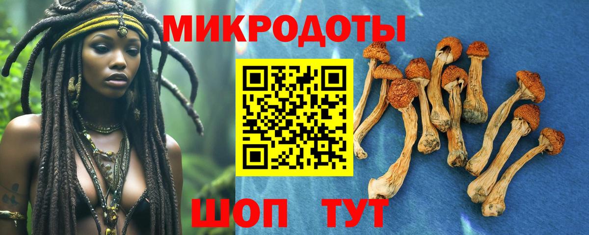 Галлюциногенные грибы Psilocybine cubensis Ангарск